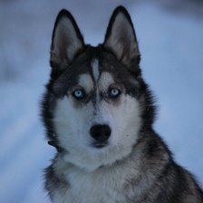 Схема вышивки «Грэйка зимой»