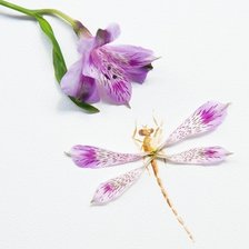 Схема вышивки «Стрекоза»