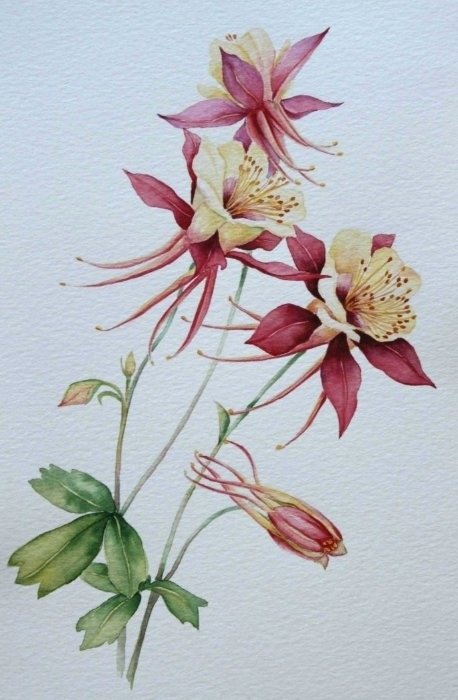 аквилегия 3 - оригинал