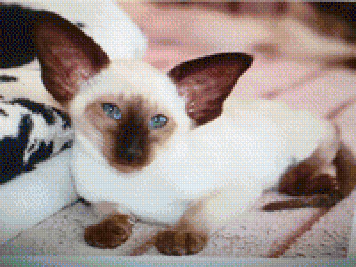 Дуся - предпросмотр