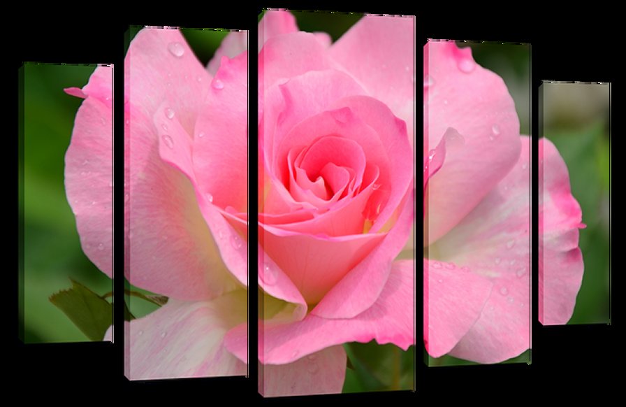 роза - роза - оригинал