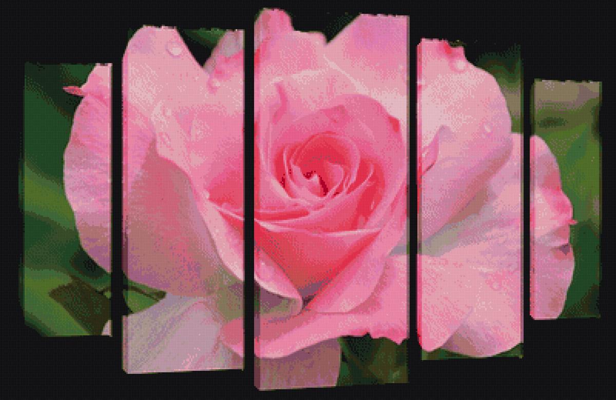 роза - роза - предпросмотр