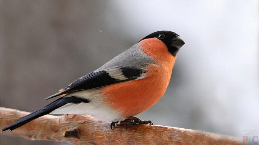 Снегирь - птица вышивка - оригинал