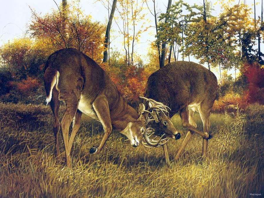 олени - олени - оригинал