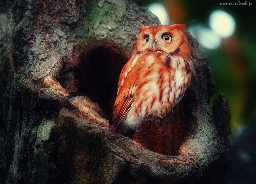 сова яркая - оригинал