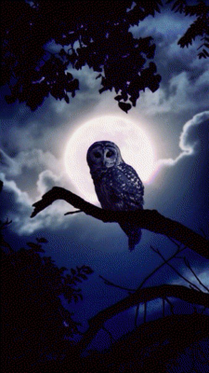Филин ночное животное. Ночные птицы. Ночная Сова. Сова ночью. Красивые ночные птицы.