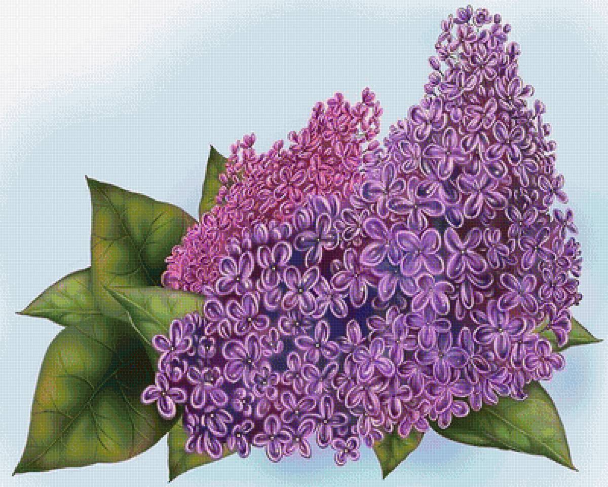 сиреневое чудо - весенние цветы, сирень, лиловые цветы - предпросмотр