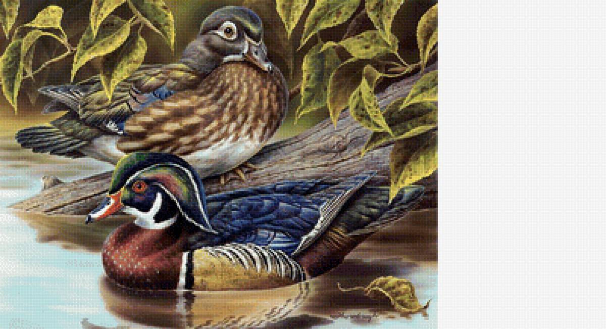 Утки - утки мандаринки - предпросмотр