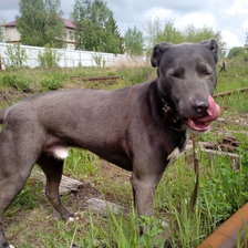 Схема вышивки «Пит»