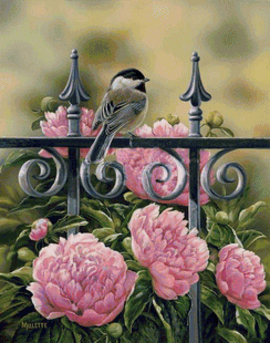 пионы - предпросмотр