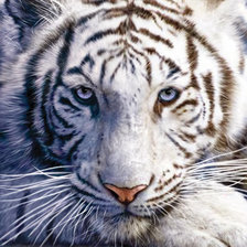 Схема вышивки «Мудрый тигр»
