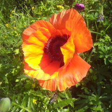 Схема вышивки «Мак»