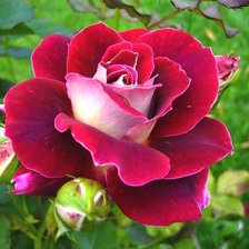 Схема вышивки «роза желаний»