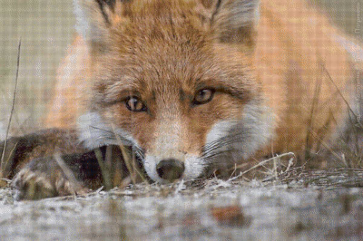 лиса - лиса, животные, природа - предпросмотр