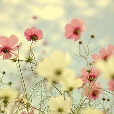 Схема вышивки «cveti»