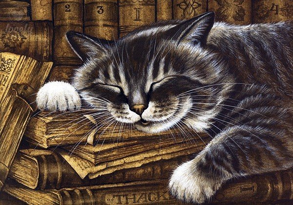 Kot - оригинал