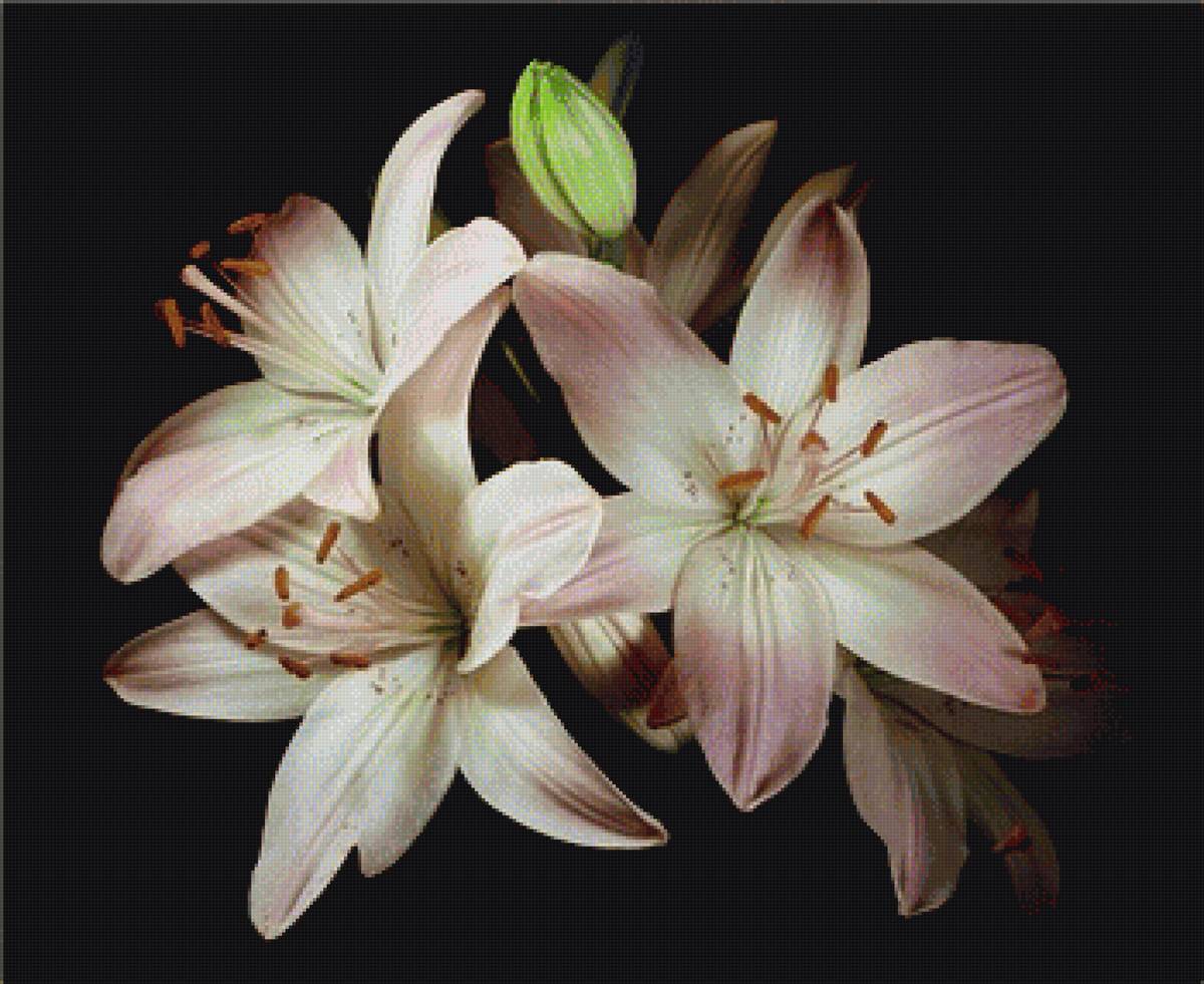 Лилии2 - цветы - предпросмотр