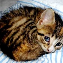 Оригинал схемы вышивки «котик» (№1511162)