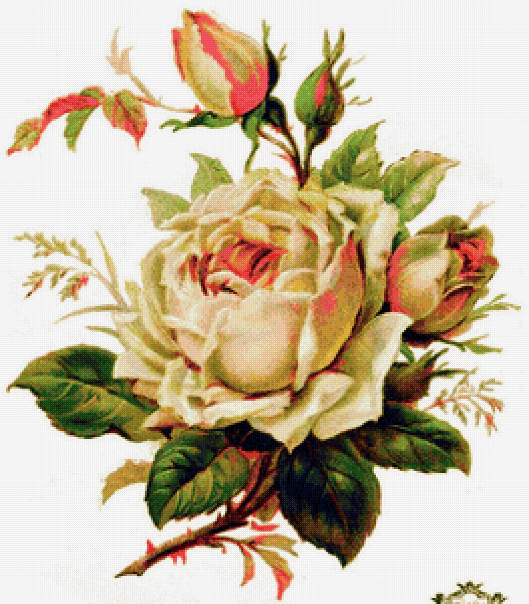 роза белая - предпросмотр