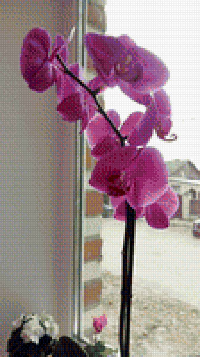 оРХИДЕЯ - предпросмотр