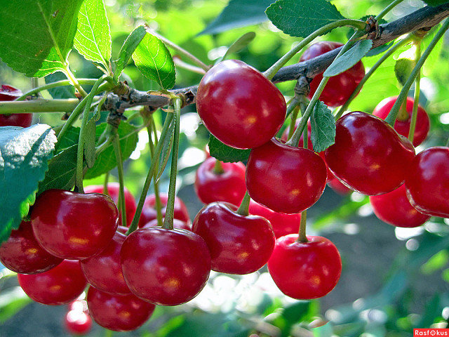 вишни - вишни - оригинал