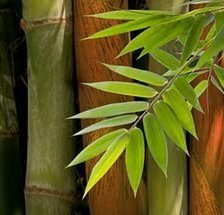 Схема вышивки «бамбук»