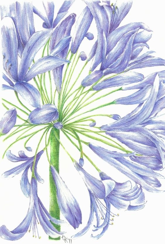 Цветение - цветок - оригинал