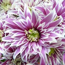 Схема вышивки «цветы»