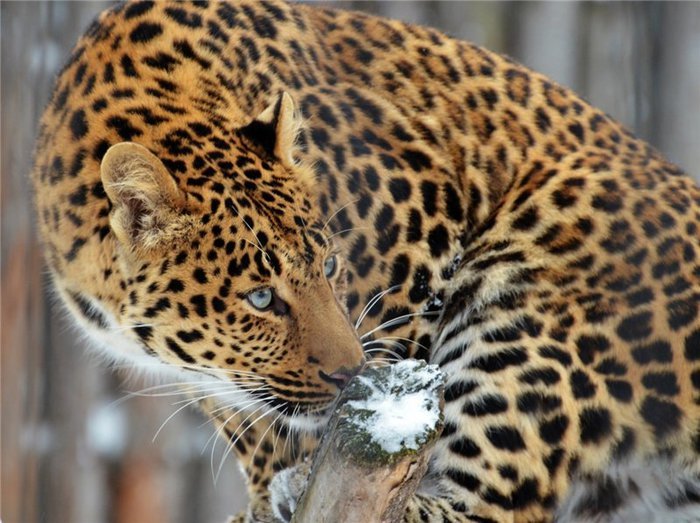 Леопард - животные - оригинал