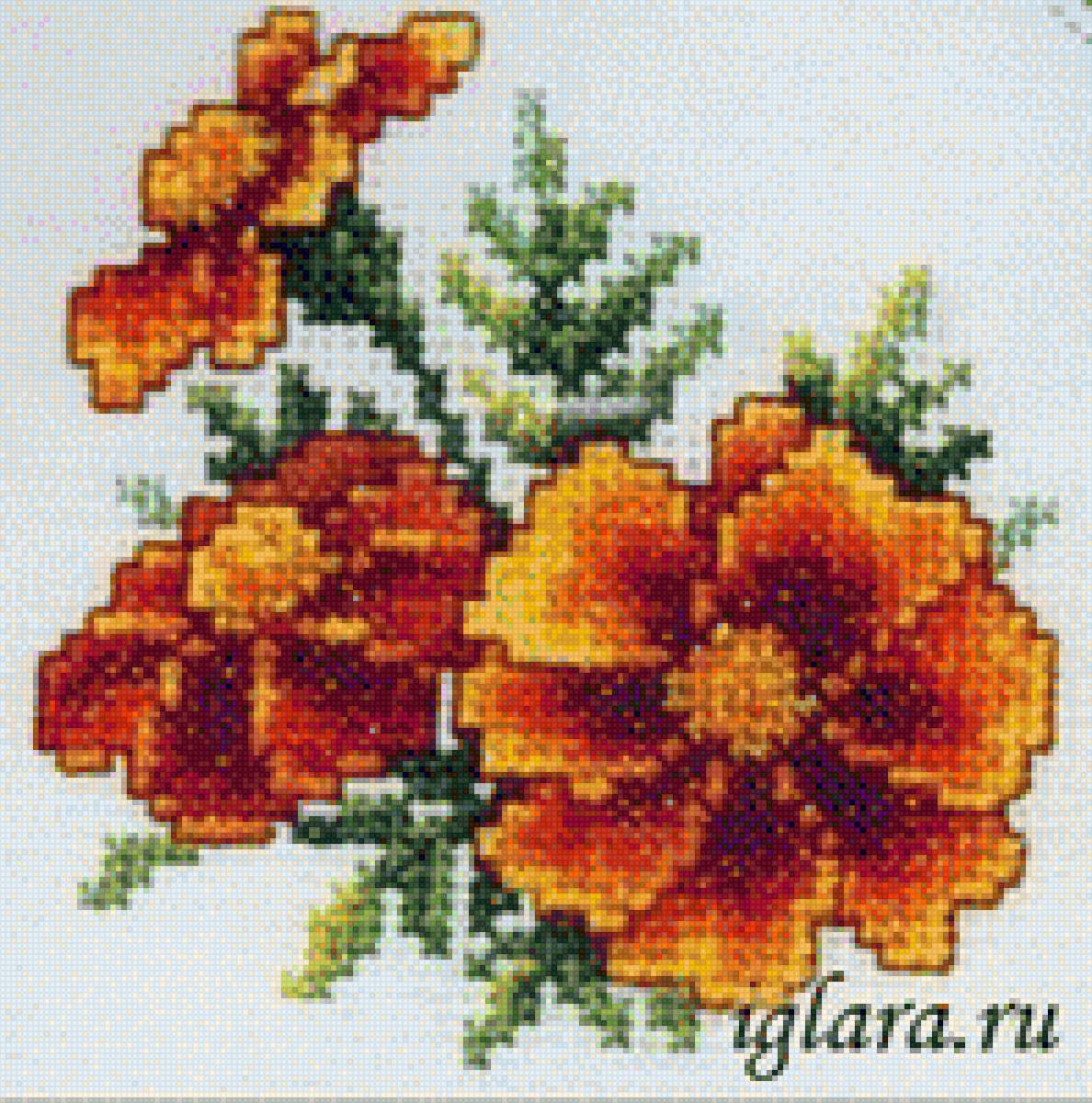 Бархатцы - предпросмотр