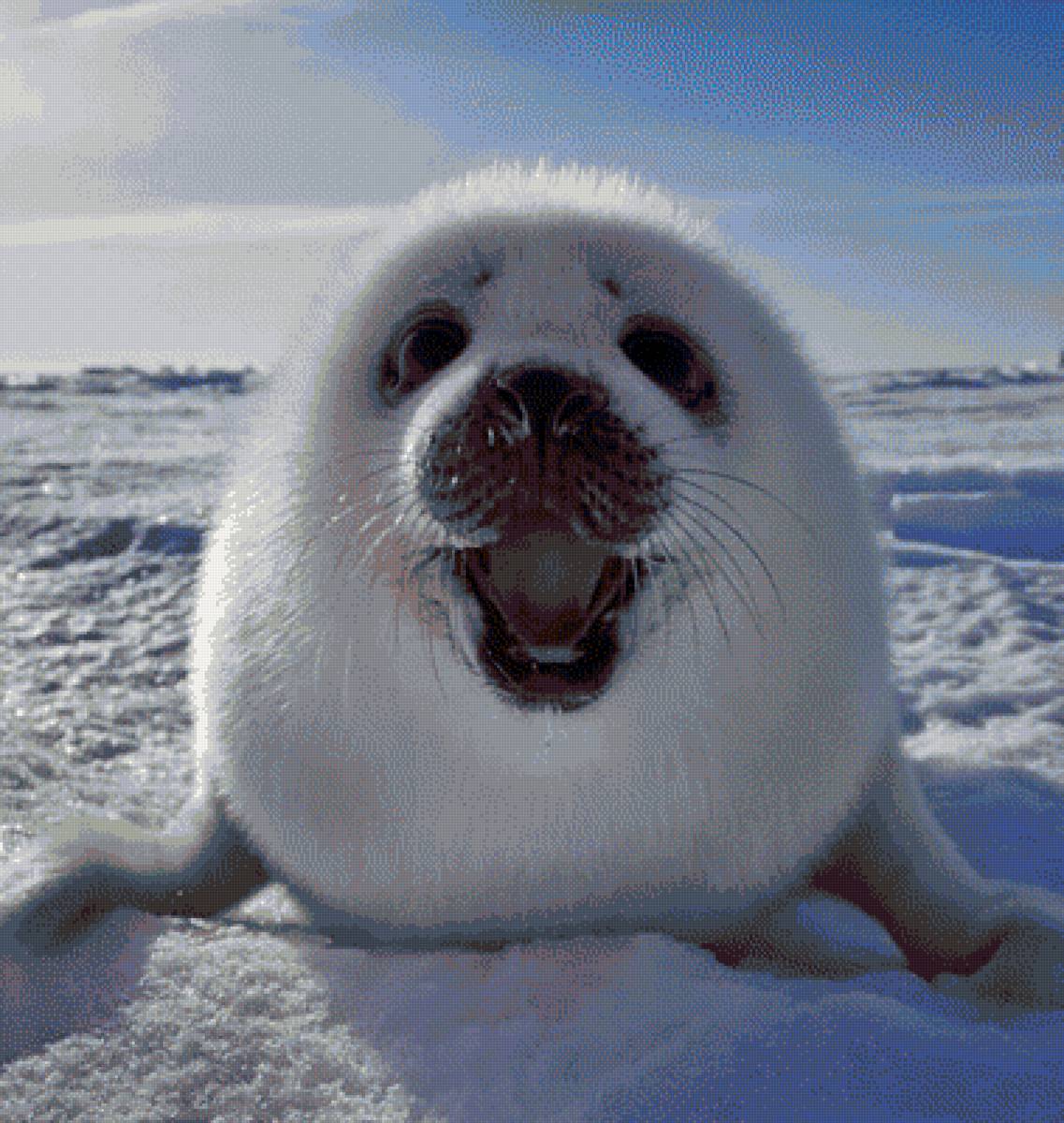 Нерпёнок - нерпа, байкал - предпросмотр