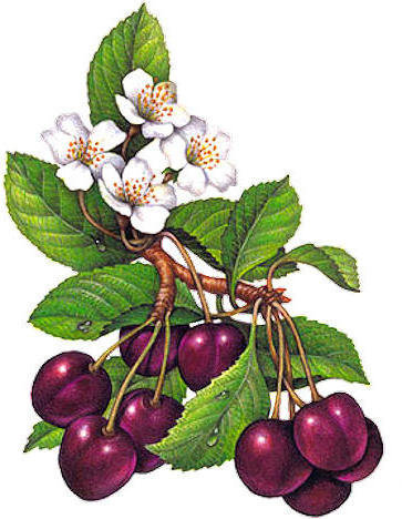 №1516665 - оригинал