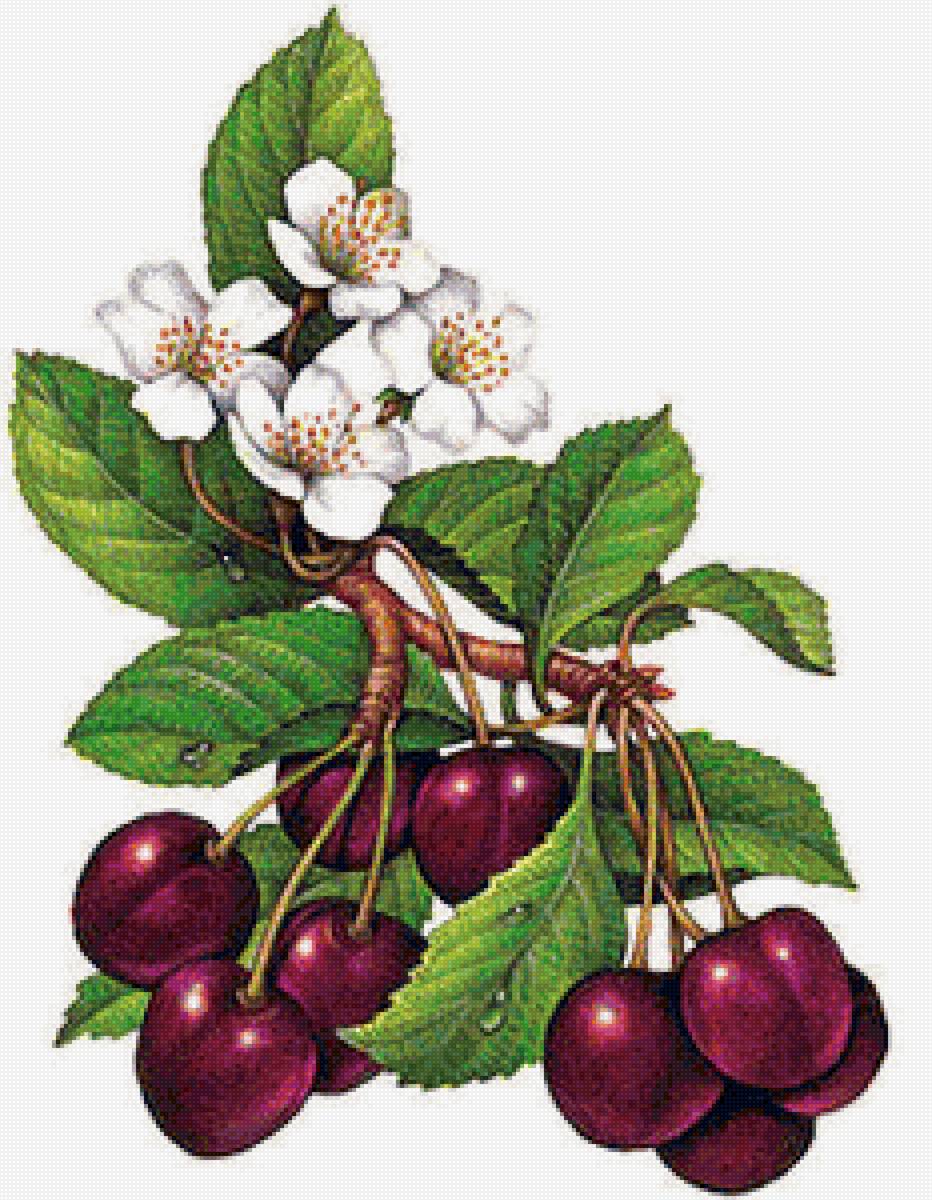 №1516665 - предпросмотр