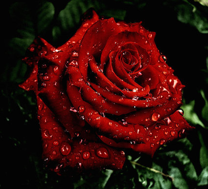 роза - роза, роса, радость, лето, цветы - оригинал