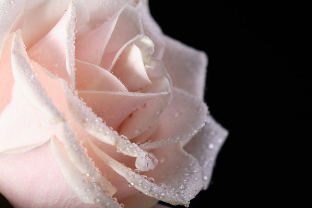 Розовая роза - оригинал