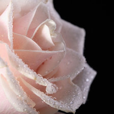 Оригинал схемы вышивки «Розовая роза» (№1517475)