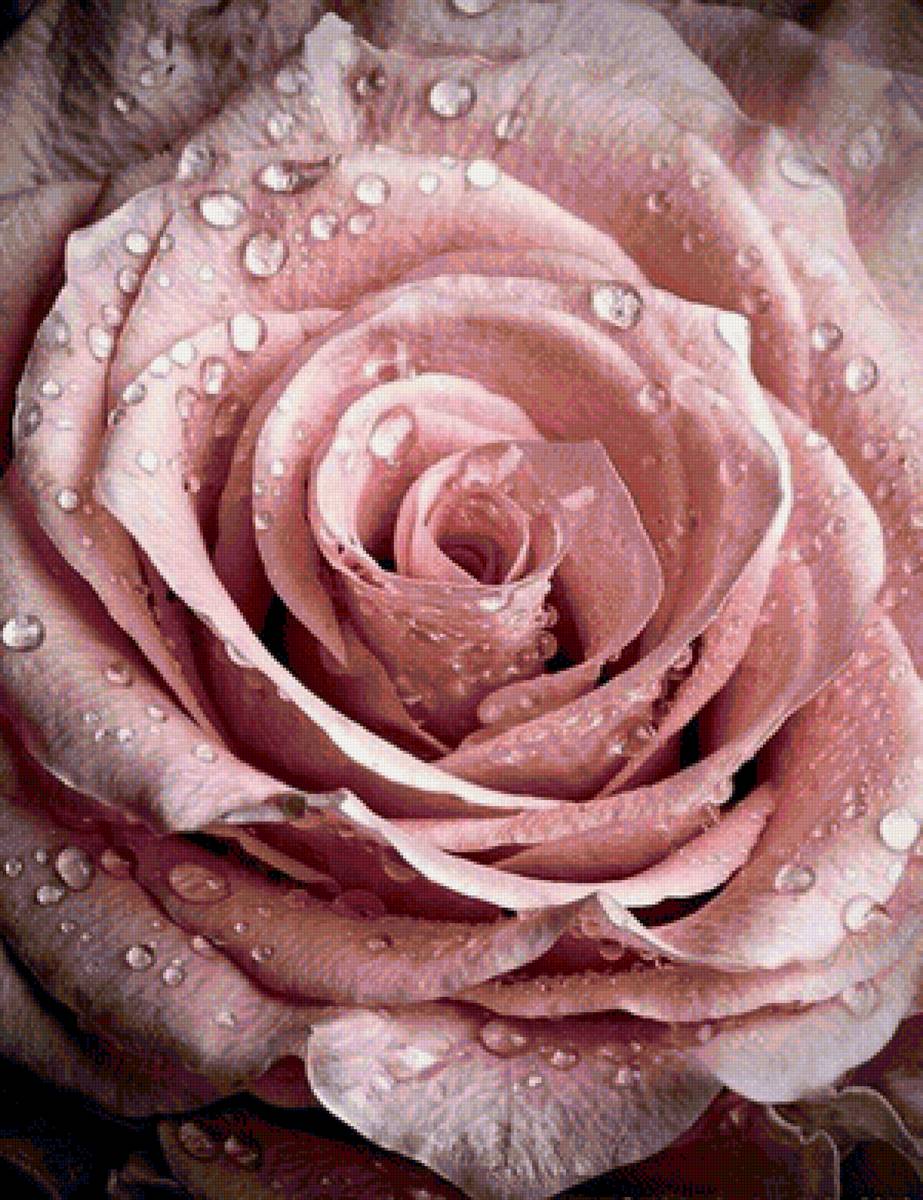 Розовая роза - предпросмотр