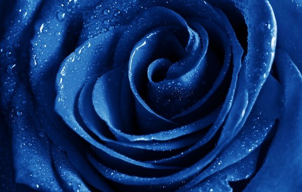 Синяя роза - оригинал