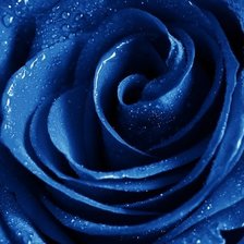 Оригинал схемы вышивки «Синяя роза» (№1517487)