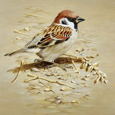 Оригинал схемы вышивки «Воробышек» (№1518044)