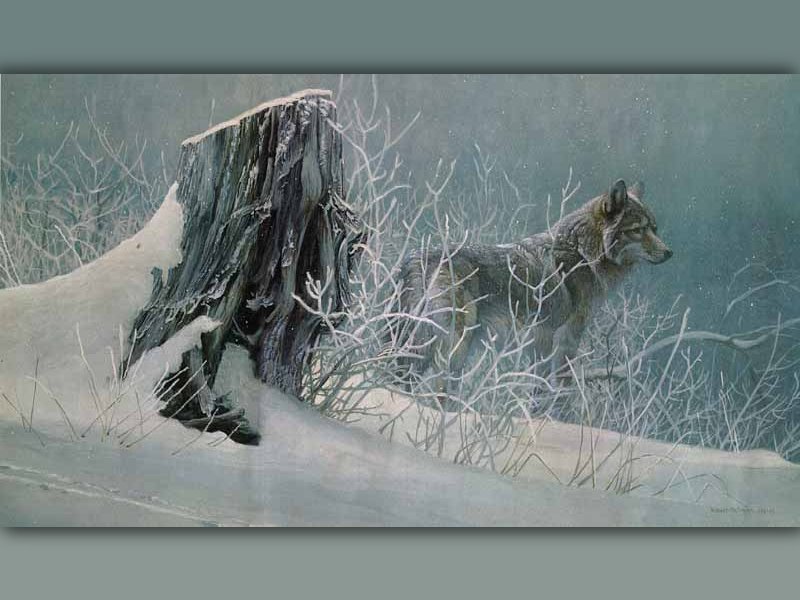 волк - оригинал