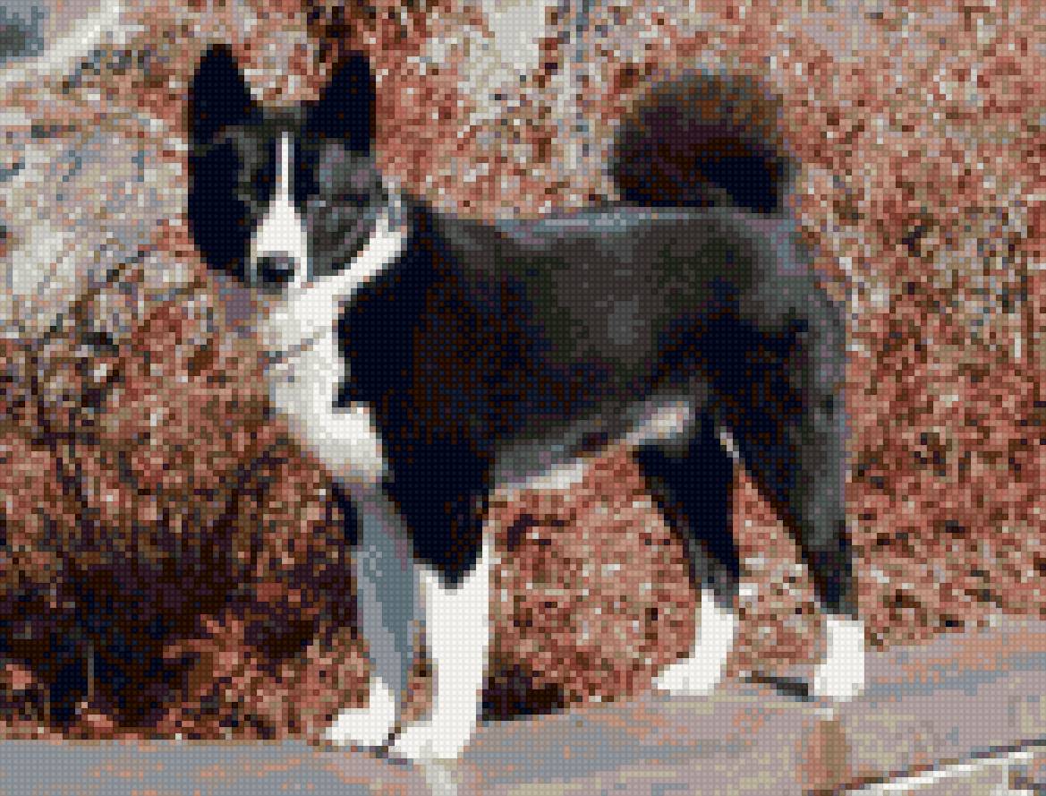 лайка - домашние любимцы, собака - предпросмотр