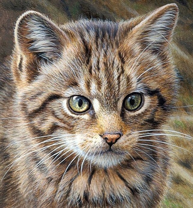 Кот - оригинал