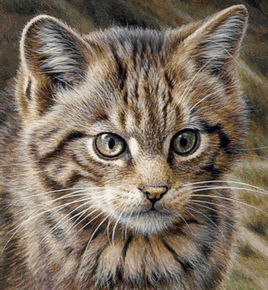 Кот - предпросмотр