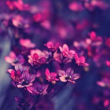 Схема вышивки «№1519454»