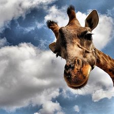 Схема вышивки «№1519564»