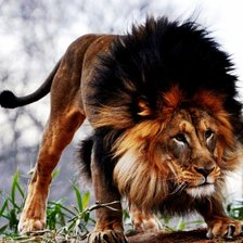 Схема вышивки «№1519586»