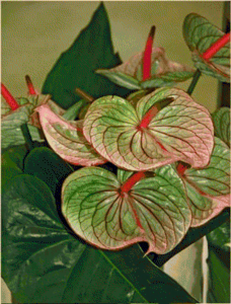 антуриум цветок фото сорта