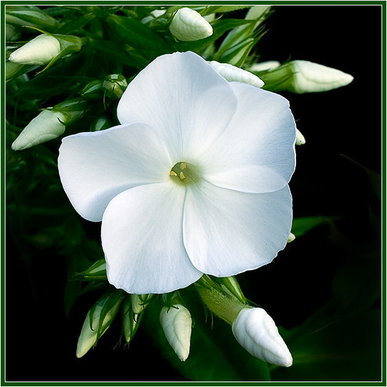 №1520402 - оригинал