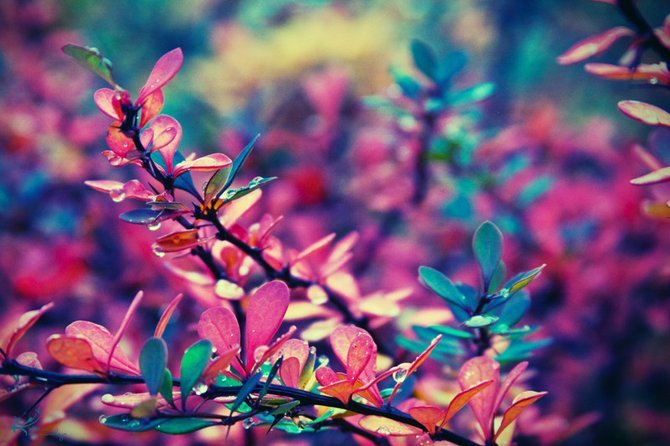 №1521252 - цветы - оригинал